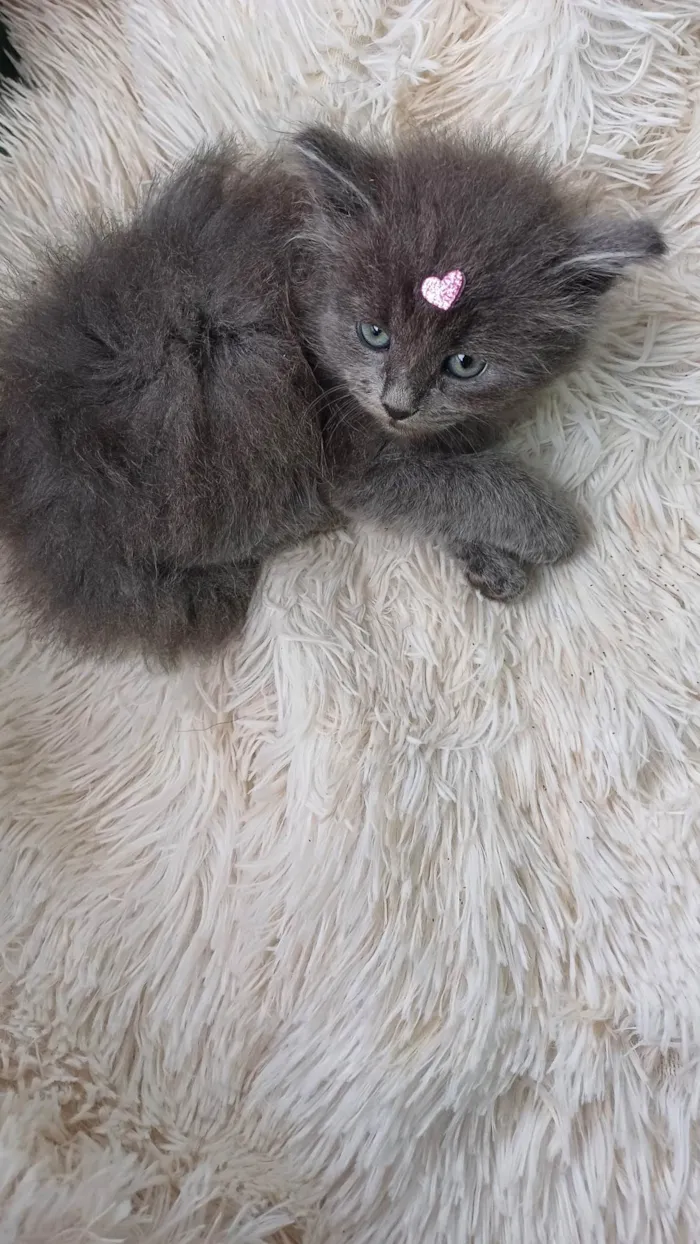 Gato ra a Persa idade Abaixo de 2 meses nome Persa cinza adocao