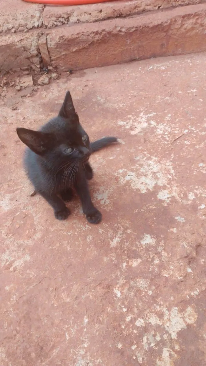 Gato ra a SRD-ViraLata idade Abaixo de 2 meses nome pedreirinhos