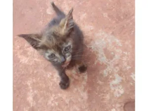 Gato raça SRD-ViraLata idade Abaixo de 2 meses nome pedreirinhos