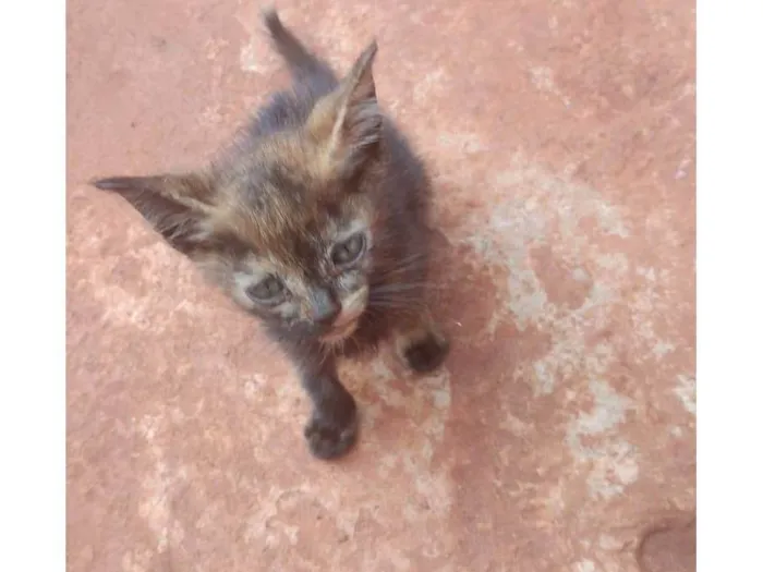 Gato ra a SRD-ViraLata idade Abaixo de 2 meses nome pedreirinhos