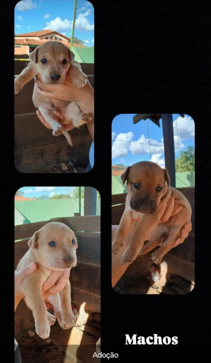 Cachorro ra a SRD-ViraLata idade Abaixo de 2 meses nome Labradorinhos