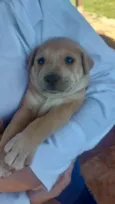 Labradorinhos