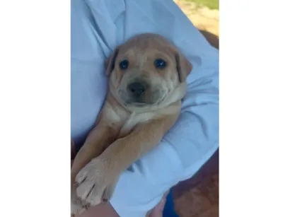 Cachorro raça SRD-ViraLata idade Abaixo de 2 meses nome Labradorinhos