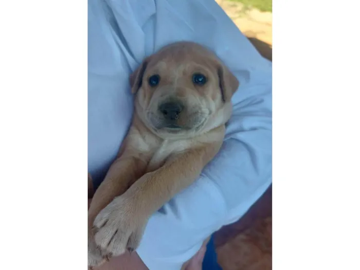 Cachorro ra a SRD-ViraLata idade Abaixo de 2 meses nome Labradorinhos