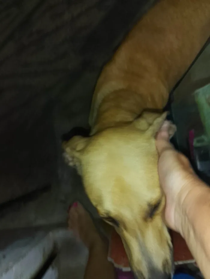 Cachorro ra a SRD-ViraLata idade 1 ano nome Jhoug