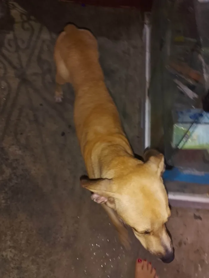 Cachorro ra a SRD-ViraLata idade 1 ano nome Jhoug