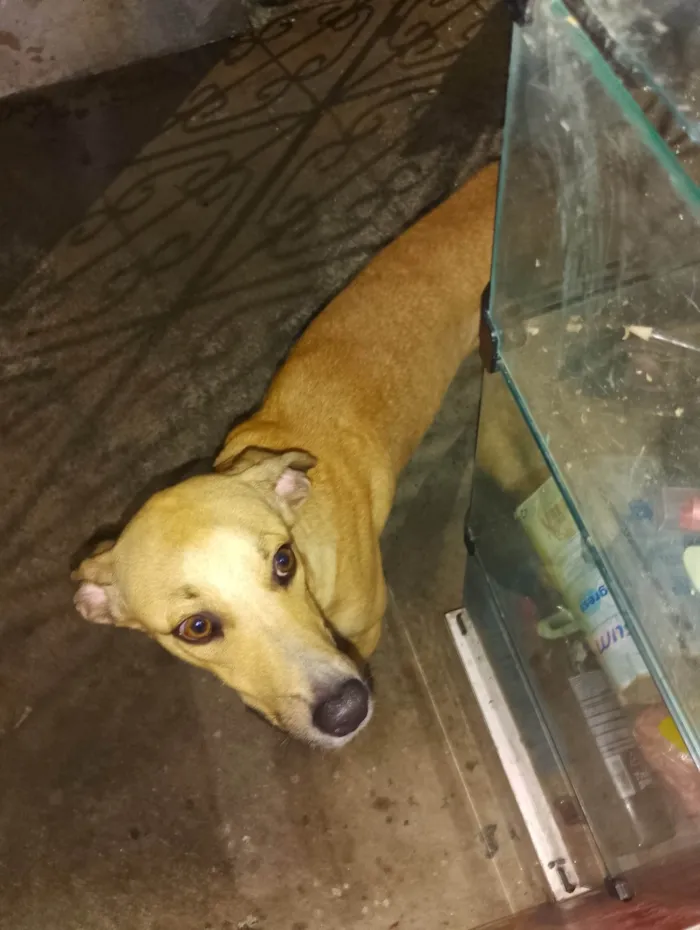 Cachorro ra a SRD-ViraLata idade 1 ano nome Jhoug