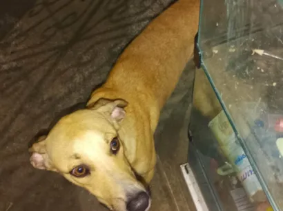 Cachorro raça SRD-ViraLata idade 1 ano nome Jhoug