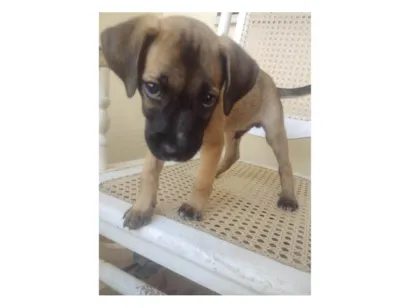 Cachorro raça SRD-ViraLata idade 2 a 6 meses nome Doguinho 