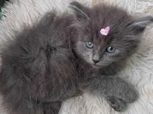 Gato raça Persa idade Abaixo de 2 meses nome Persa cinza adocao