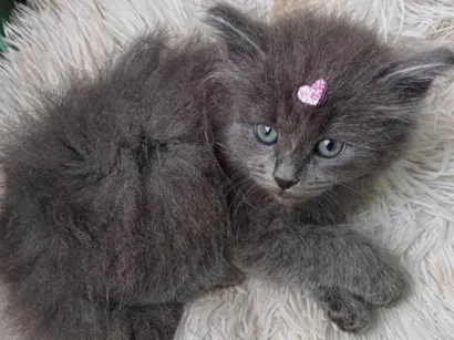 Gato raça Persa idade Abaixo de 2 meses nome Persa cinza adocao