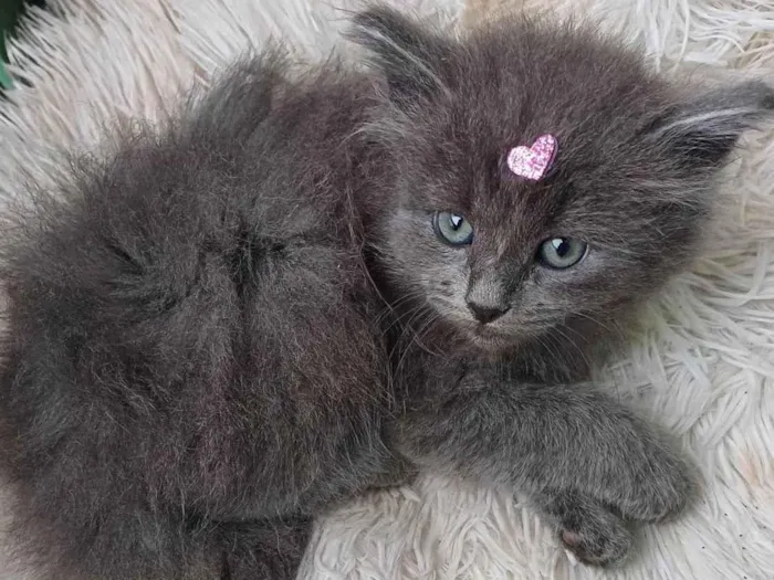 Gato ra a Persa idade Abaixo de 2 meses nome Persa cinza adocao