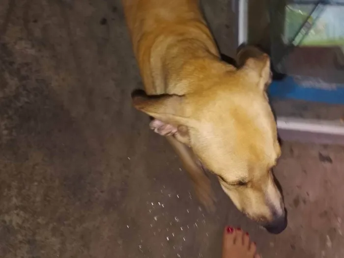 Cachorro ra a SRD-ViraLata idade 1 ano nome Jhoug