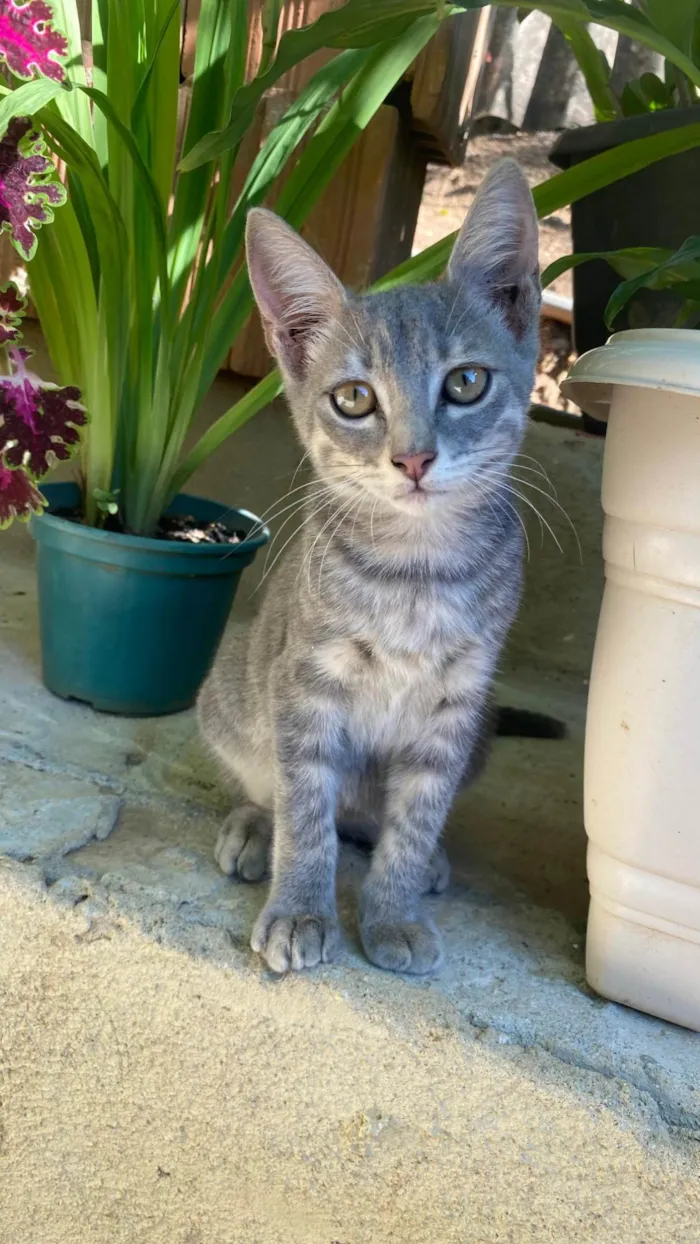 Gato ra a SRD-ViraLata idade 2 a 6 meses nome Mia