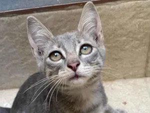 Gato raça SRD-ViraLata idade 2 a 6 meses nome Mia