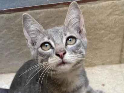 Gato raça SRD-ViraLata idade 2 a 6 meses nome Mia