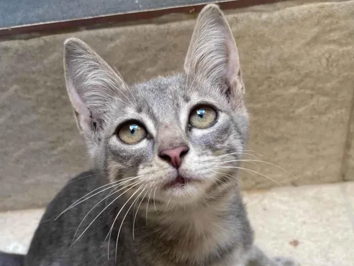 Gato ra a SRD-ViraLata idade 2 a 6 meses nome Mia