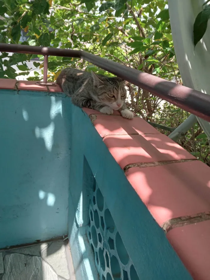 Gato ra a SRD-ViraLata idade 1 ano nome Valentina 