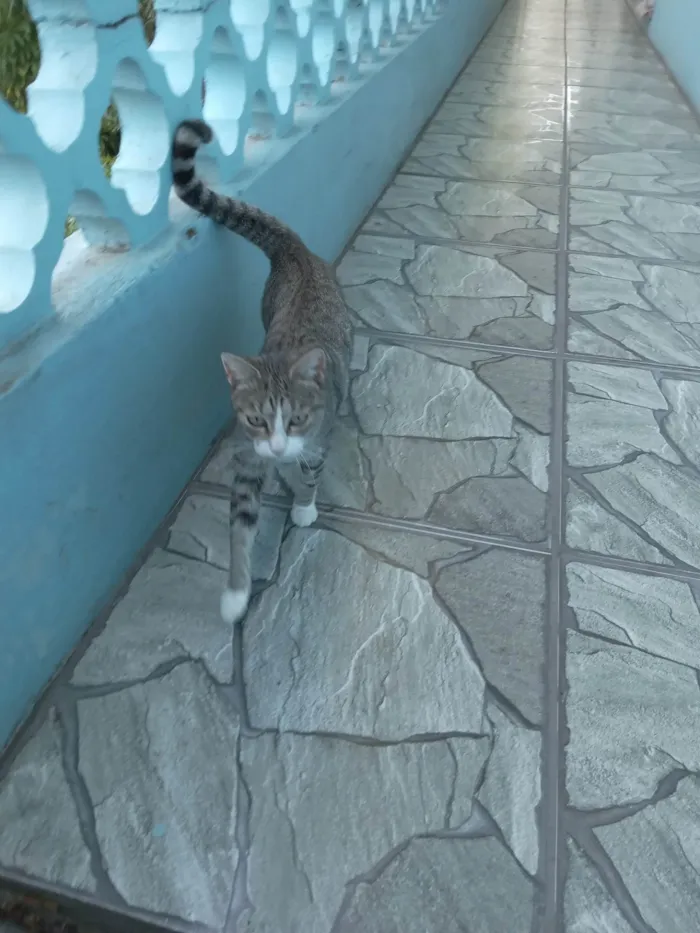 Gato ra a SRD-ViraLata idade 1 ano nome Valentina 