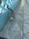 Valentina