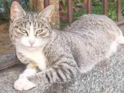 Gato raça SRD-ViraLata idade 1 ano nome Valentina 