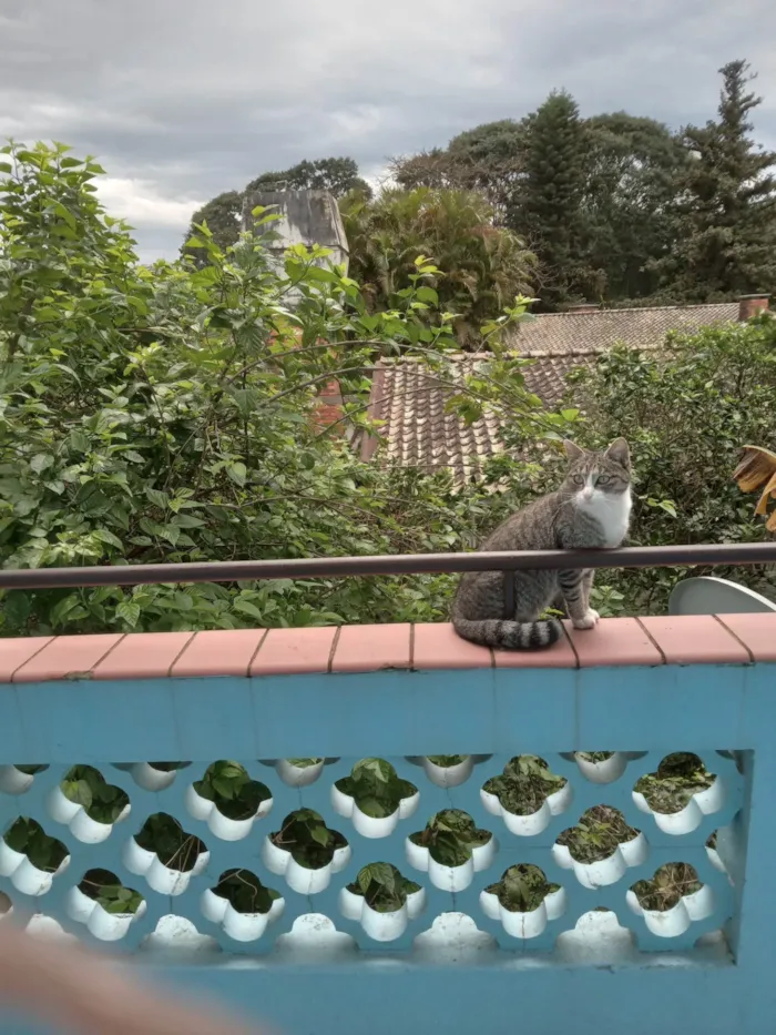Gato ra a SRD-ViraLata idade 1 ano nome Valentina 