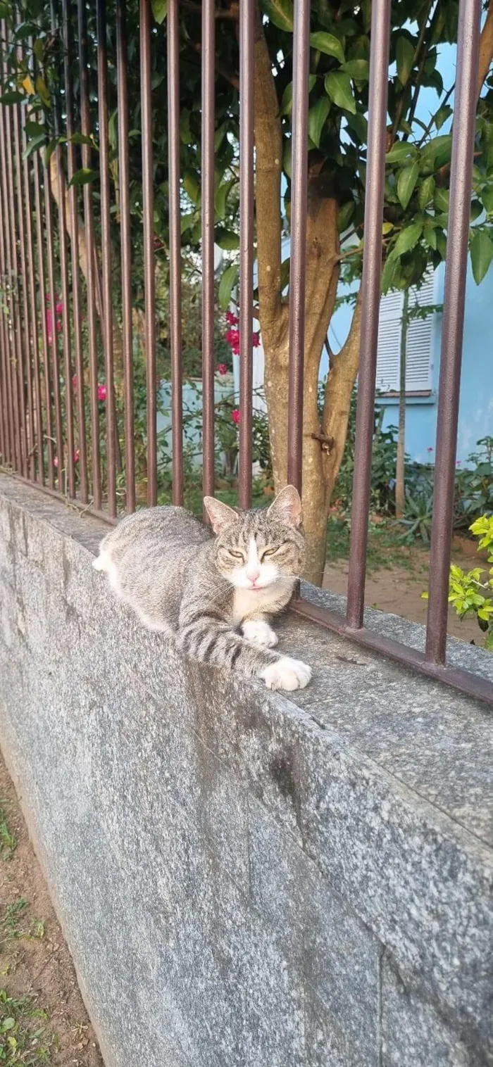 Gato ra a SRD-ViraLata idade 1 ano nome Valentina 