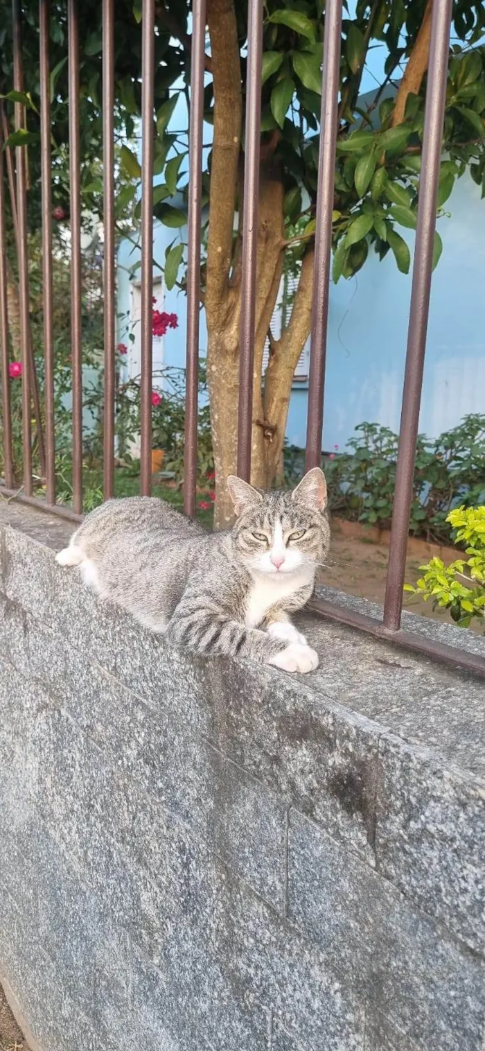 Gato ra a SRD-ViraLata idade 1 ano nome Valentina 