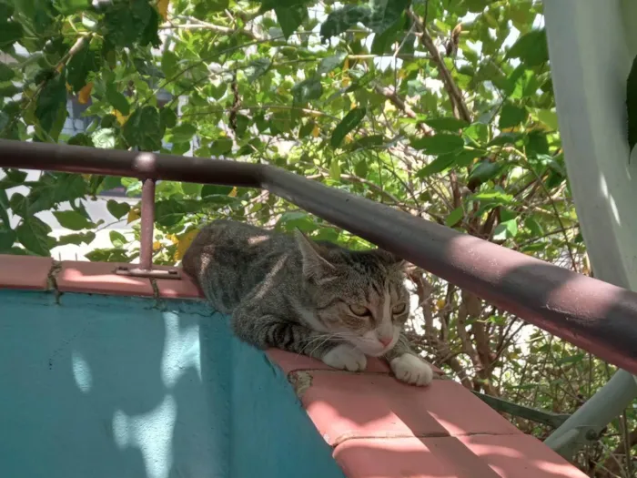 Gato ra a SRD-ViraLata idade 1 ano nome Valentina 