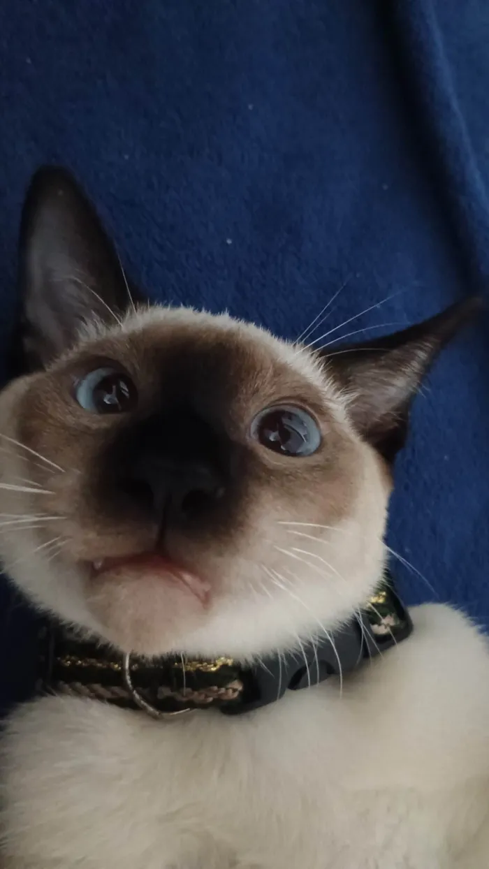 Gato ra a Siamês idade 7 a 11 meses nome Zenitsu e Inosuke 