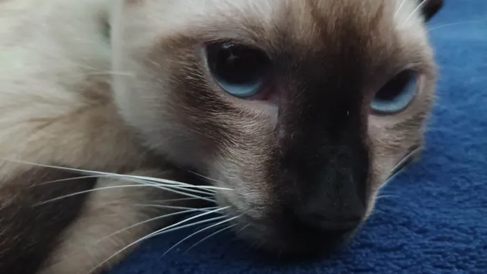 Gato ra a Siamês idade 7 a 11 meses nome Zenitsu e Inosuke 