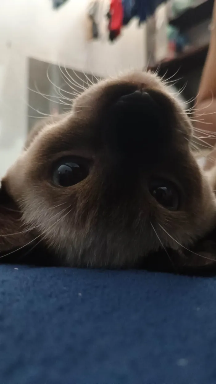 Gato ra a Siamês idade 7 a 11 meses nome Zenitsu e Inosuke 