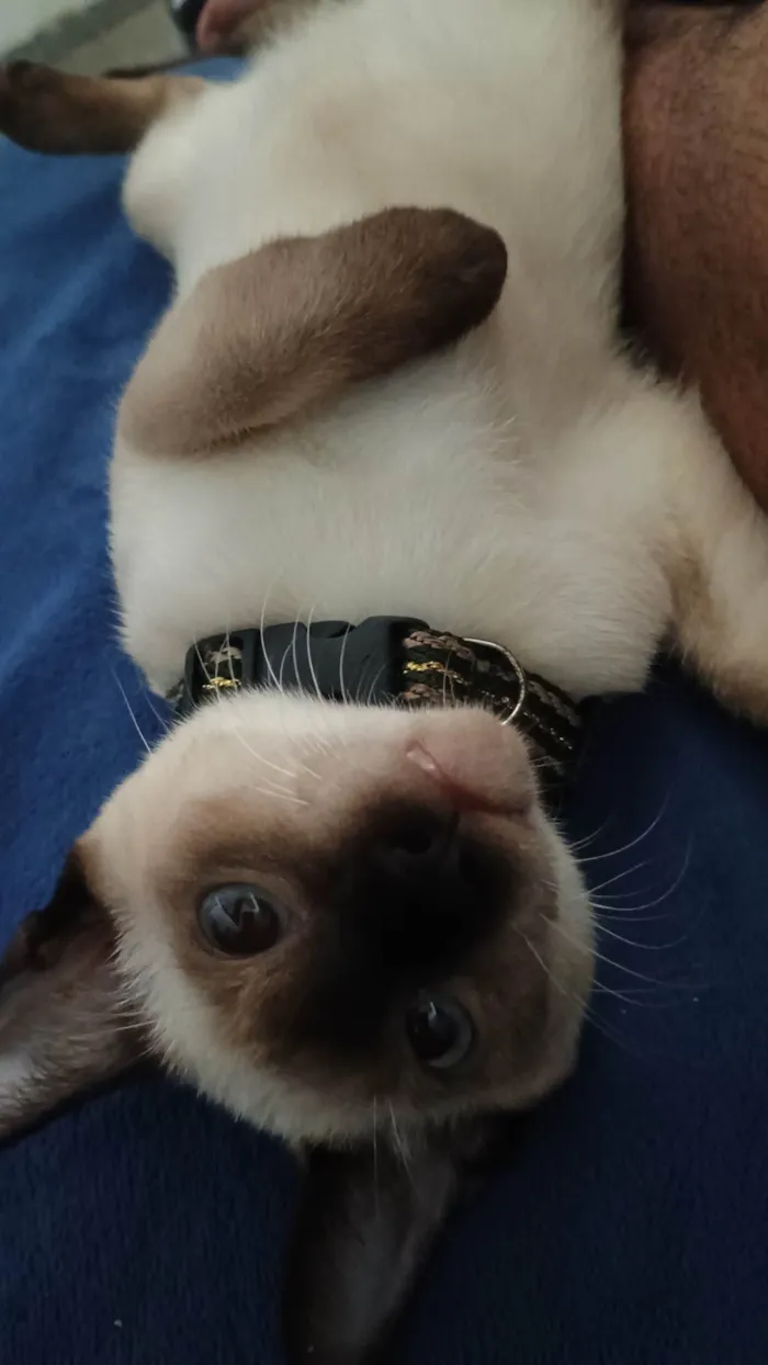 Gato ra a Siamês idade 7 a 11 meses nome Zenitsu e Inosuke 