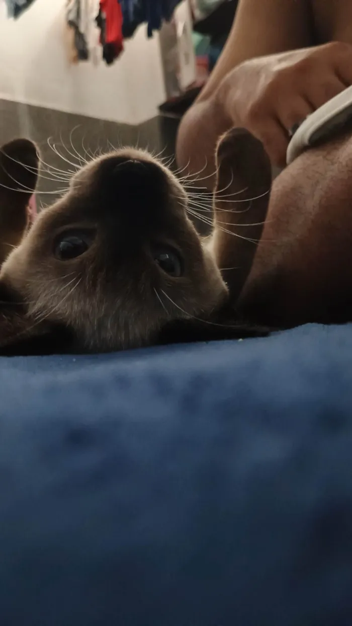 Gato ra a Siamês idade 7 a 11 meses nome Zenitsu e Inosuke 