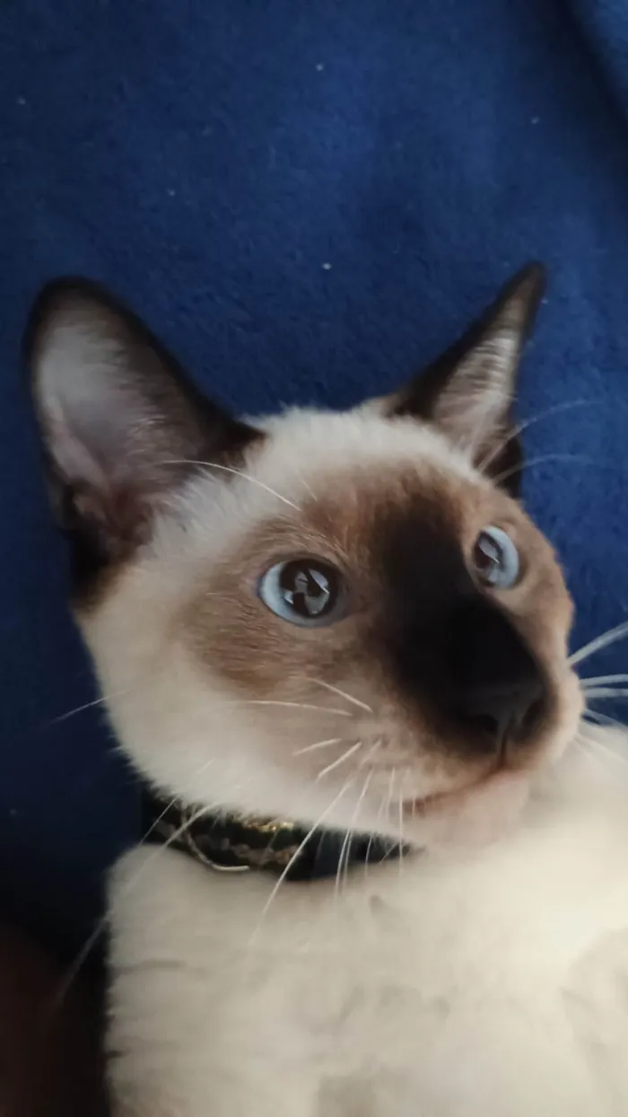 Gato ra a Siamês idade 7 a 11 meses nome Zenitsu e Inosuke 