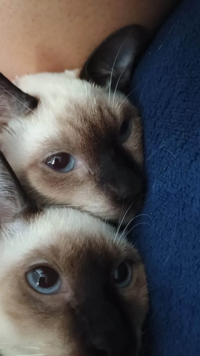 Gato ra a Siamês idade 7 a 11 meses nome Zenitsu e Inosuke 