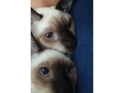 Gato raça Siamês idade 7 a 11 meses nome Zenitsu e Inosuke 