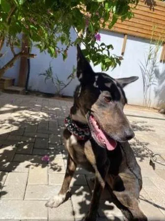 Cachorro ra a SRD-ViraLata idade 1 ano nome Íris