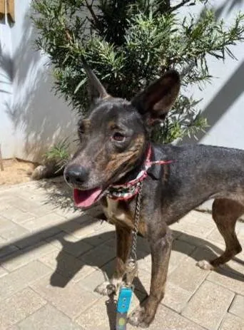 Cachorro ra a SRD-ViraLata idade 1 ano nome Íris
