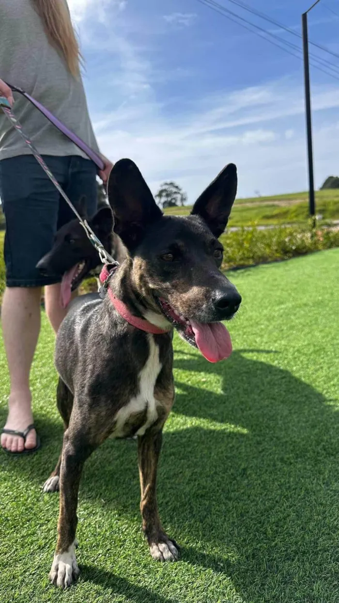 Cachorro ra a SRD-ViraLata idade 1 ano nome Íris