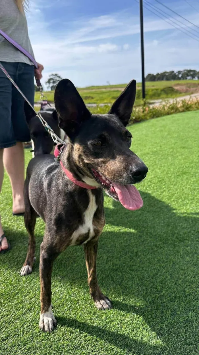 Cachorro ra a SRD-ViraLata idade 1 ano nome Íris
