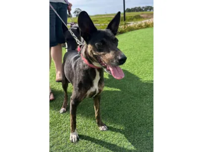 Cachorro raça SRD-ViraLata idade 1 ano nome Íris