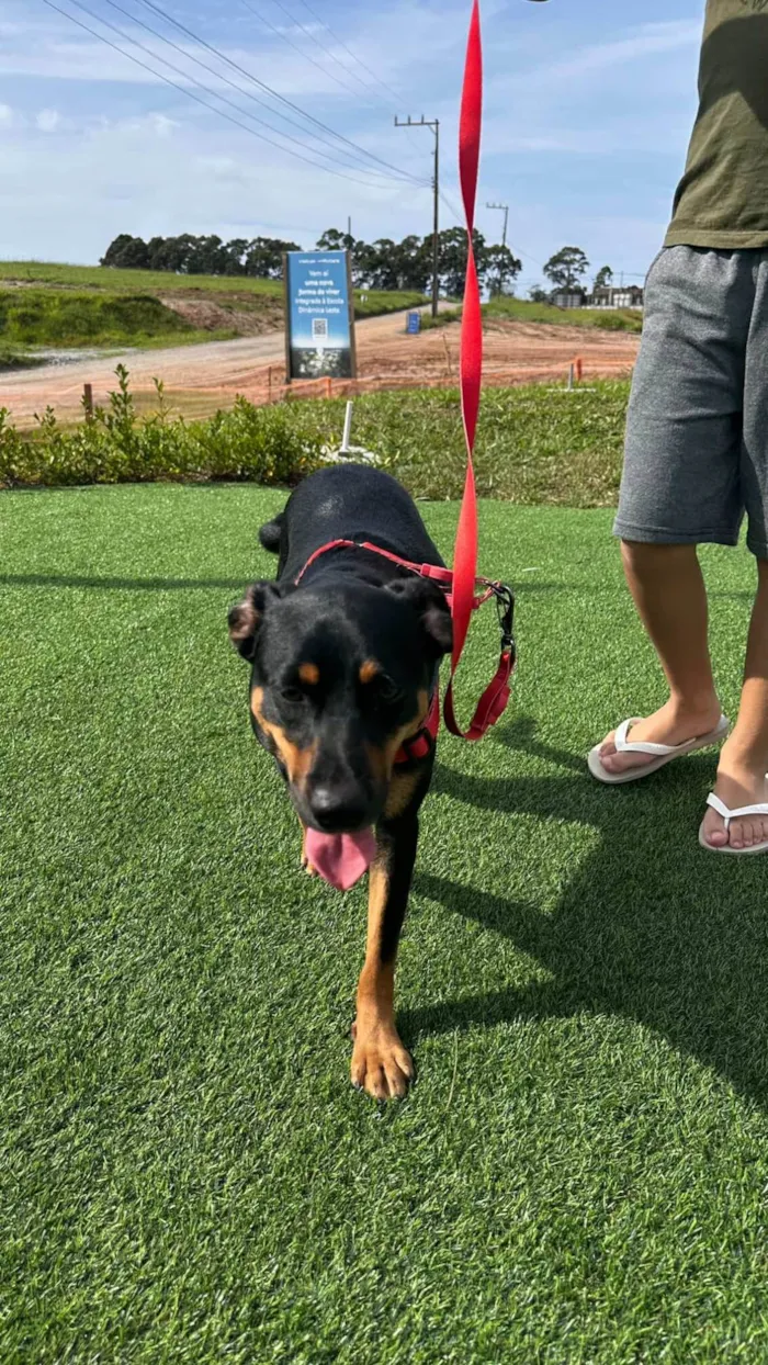Cachorro ra a SRD-ViraLata idade 7 a 11 meses nome Adote a Tereza