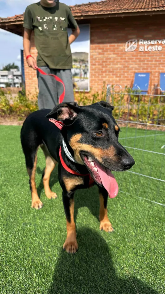 Cachorro ra a SRD-ViraLata idade 7 a 11 meses nome Adote a Tereza