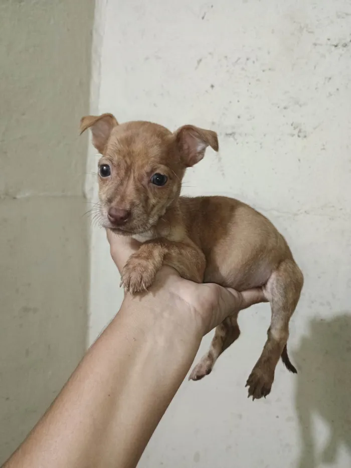 Cachorro ra a SRD-ViraLata idade 2 a 6 meses nome Ágata