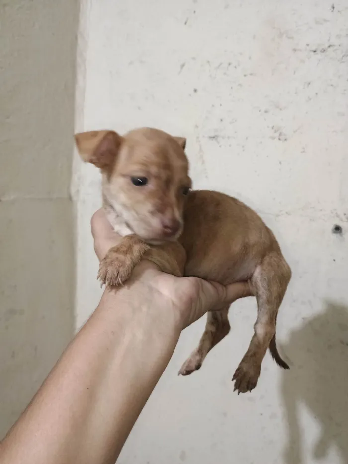 Cachorro ra a SRD-ViraLata idade 2 a 6 meses nome Ágata