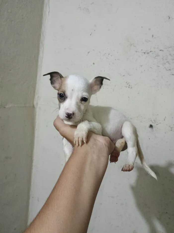 Cachorro ra a SRD-ViraLata idade Abaixo de 2 meses nome Rodolfo