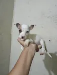 Rodolfo