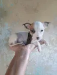 Rodolfo