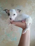 Rodolfo